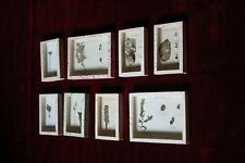 Collection antique 8 biology showcase, display educational parasites entomology segunda mano  Embacar hacia Argentina