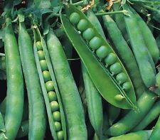 Vegetable pea greenshaft for sale  WREXHAM