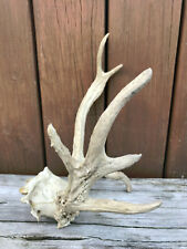 Taxidermy freak barnacle for sale  Signal Mountain