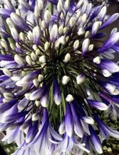 New fireworks agapanthus for sale  LINCOLN