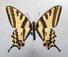PAPILIONIDAE PAPILIO ALEXANOR FEMALE Uzbekistan Chatkal Mts.  for sale  Shipping to South Africa