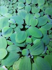 Pistia striatoes pianta usato  Aprilia