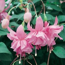 Fuchsia trailing pink for sale  STOCKPORT