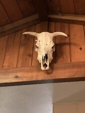 real cow skull for sale  Placerville