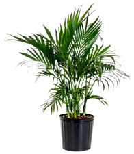 Cat palm plant for sale  Pompano Beach