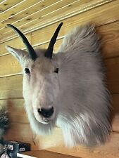 Mountain goat head for sale  Deer River