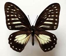 Graphium thule unmounted for sale  Shipping to Ireland