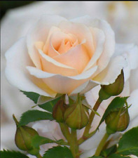 Semi di Rosa 30 x i semi di fiori Rose Champagne Rose Venditore Regno Unito usato  Spedire a Italy