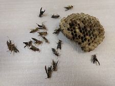 Natural wasp nest for sale  Saint Marys