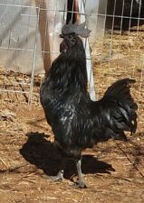 Ayam cemani hatching for sale  Morganton