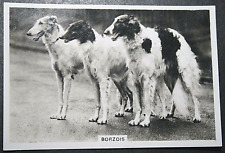 Borzoi russian wolfhound for sale  DERBY