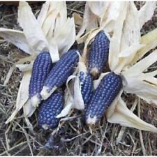 Corn blue shaman for sale  Phoenix
