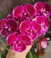 Phalaenopsis rchidee abba gebraucht kaufen  Wöllstadt