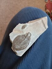 British fossil trilobite for sale  WHITCHURCH