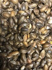 Dubia roaches small for sale  Reading