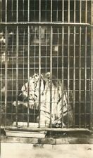 Cartão postal foto RPPC C-1910 tigre enjaulado zoológico 22-8639 comprar usado  Enviando para Brazil