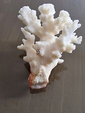 Koralle steinkoralle dekokoral gebraucht kaufen  München