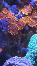 Zoas rare for sale  LIVERPOOL