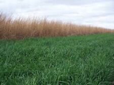 Lbs winter wheat for sale  Sikeston