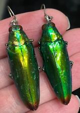 Brincos pendurados verdes iridescentes reais insetos besouro joias comprar usado  Enviando para Brazil