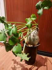 Cyphostemma uter var. macropus, caudex, rarity, rare plant, caudiciform!, used for sale  Shipping to South Africa
