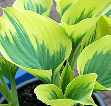 Funkie liberty hosta for sale  Shipping to Ireland
