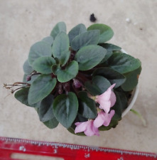 African violet plant for sale  Lexington