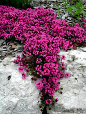 Red creeping thyme for sale  Douglasville