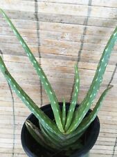 Aloe vera succulent for sale  Calimesa