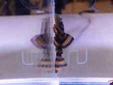 plecos fish for sale  Lawrence Township