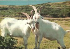 Two white goats for sale  Lakewood