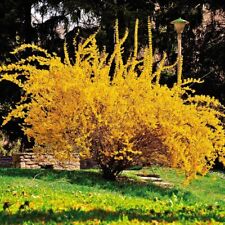 Tall golden forsythia for sale  King George