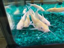 Pack albino channel for sale  Cookeville