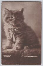 Postcard cat kitten for sale  Aliso Viejo