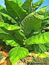 Tobacco seeds havanna for sale  Gurnee