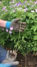 Fresh wild geranium for sale  Elkader