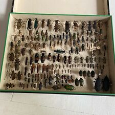 Cabinet curiosité entomologie d'occasion  Saint-Nom-la-Bretèche