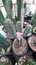 Echinopsis cactus chalaensis for sale  Monticello