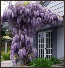 Wisteria sinensis for sale  Shipping to Ireland