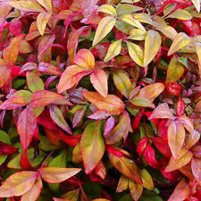 Nandina domestica fire d'occasion  Pouzauges