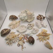 Natural sea shells for sale  Shipping to Ireland
