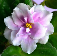 African violet music for sale  Monrovia