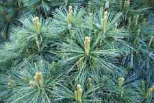 Pinus strobus eastern for sale  CRANBROOK