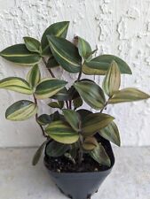 Tradescantia variegated baby for sale  Jacksonville