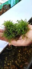 Java moss carpeting for sale  PETERBOROUGH