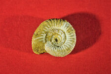 Ammonit madagaskar natur gebraucht kaufen  Lorsch