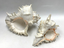 Murex ramosus shells for sale  WELWYN GARDEN CITY