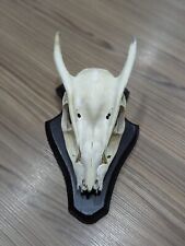 Muntjac skull deer for sale  SHEFFIELD