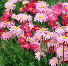 Chrysanthemum robinson giant for sale  CHIGWELL