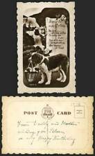 St. bernard dog for sale  UK